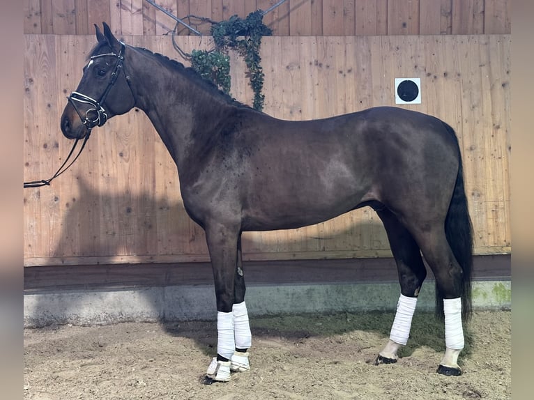 Sportivo Tedesco / Sportivo della Germania Castrone 5 Anni 170 cm Baio scuro in Riedlingen