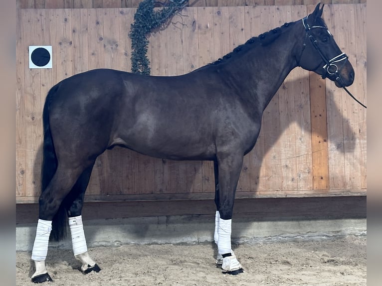Sportivo Tedesco / Sportivo della Germania Castrone 5 Anni 170 cm Baio scuro in Riedlingen