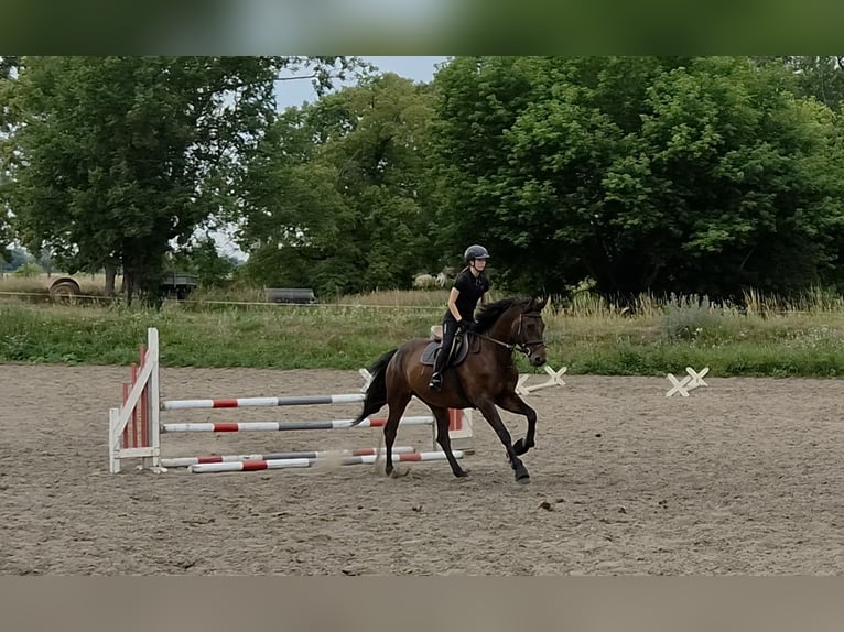 Sportivo Tedesco / Sportivo della Germania Castrone 5 Anni 170 cm Baio scuro in Bad Freienwalde