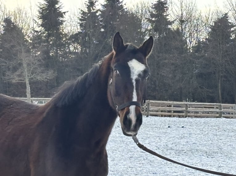 Sportivo Tedesco / Sportivo della Germania Castrone 5 Anni 170 cm Baio scuro in Grevenbroich