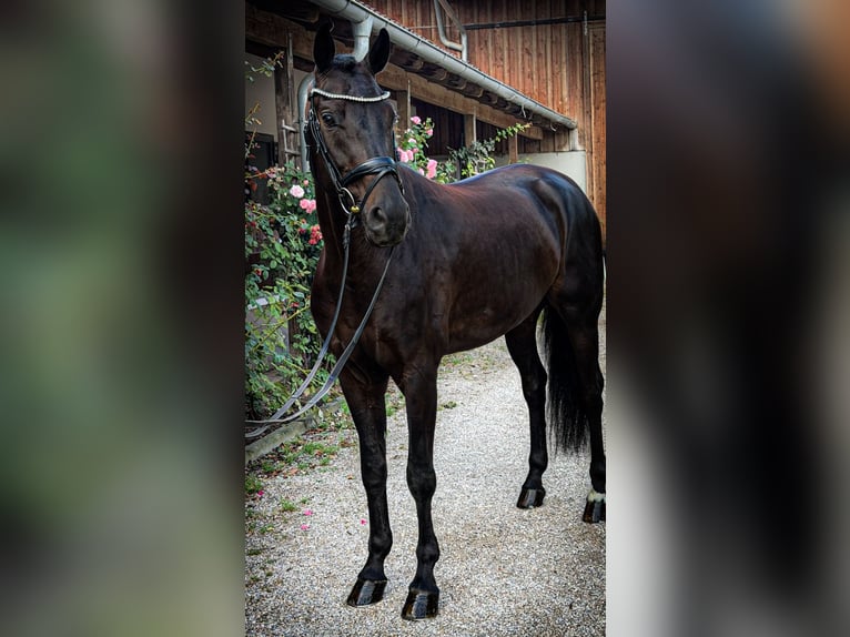 Sportivo Tedesco / Sportivo della Germania Castrone 5 Anni 170 cm Morello in Dachau
