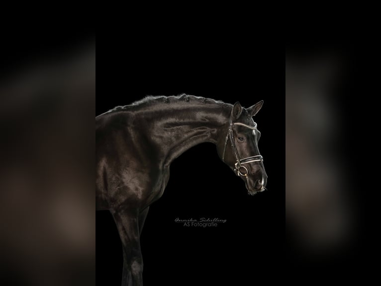 Sportivo Tedesco / Sportivo della Germania Castrone 5 Anni 170 cm Morello in Herrenberg