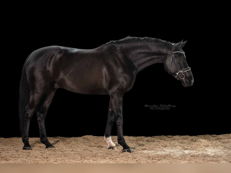 Sportivo Tedesco / Sportivo della Germania Castrone 5 Anni 170 cm Morello in Herrenberg