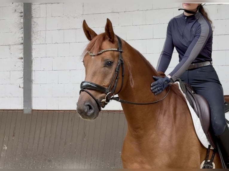 Sportivo Tedesco / Sportivo della Germania Castrone 5 Anni 170 cm Sauro scuro in Lohne (Oldenburg)