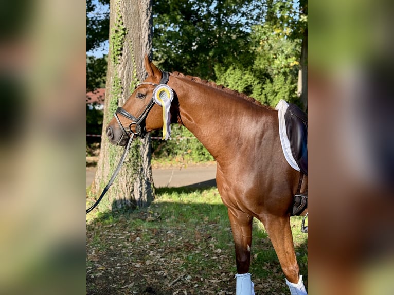 Sportivo Tedesco / Sportivo della Germania Castrone 5 Anni 170 cm Sauro scuro in Lohne (Oldenburg)