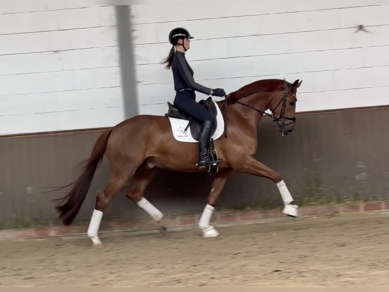 Sportivo Tedesco / Sportivo della Germania Castrone 5 Anni 170 cm Sauro scuro in Lohne (Oldenburg)