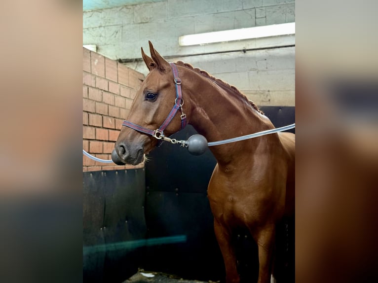 Sportivo Tedesco / Sportivo della Germania Castrone 5 Anni 170 cm Sauro scuro in Lohne (Oldenburg)
