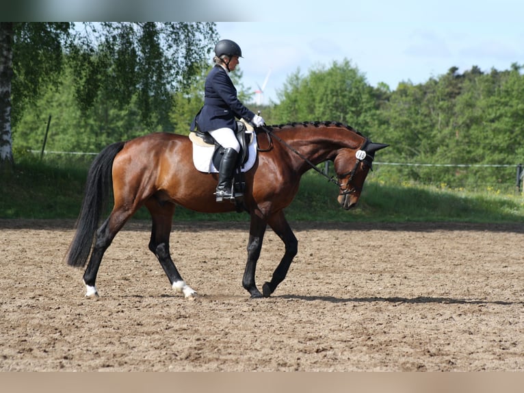 Sportivo Tedesco / Sportivo della Germania Castrone 5 Anni 171 cm Baio in Reinsdorf