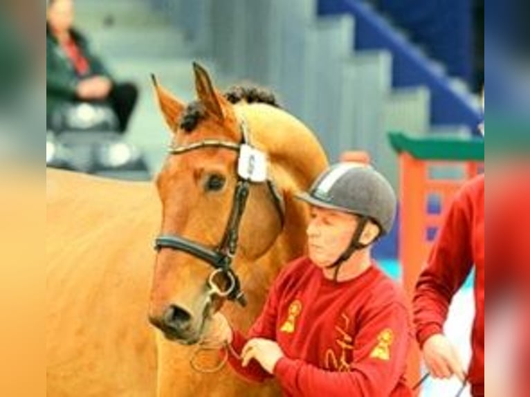 Sportivo Tedesco / Sportivo della Germania Castrone 5 Anni 171 cm Baio in Schollene