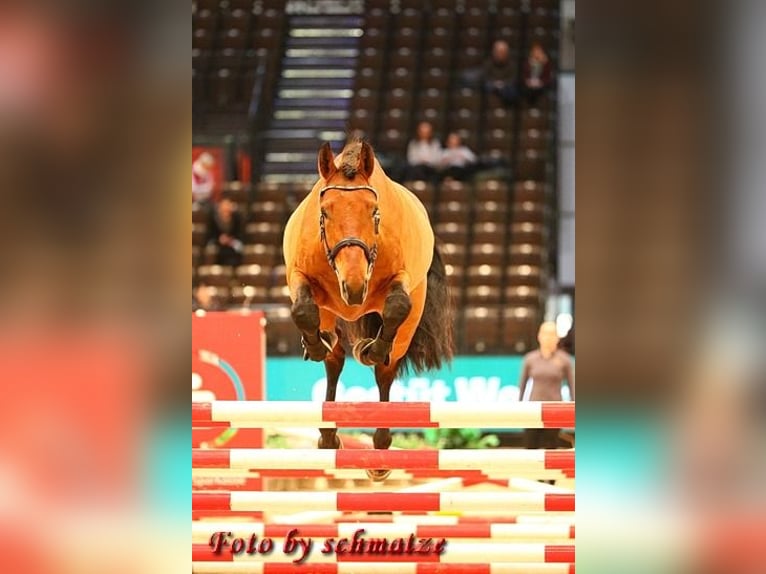 Sportivo Tedesco / Sportivo della Germania Castrone 5 Anni 171 cm Baio in Schollene