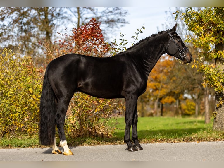 Sportivo Tedesco / Sportivo della Germania Castrone 5 Anni 171 cm Baio scuro in Rosenheim