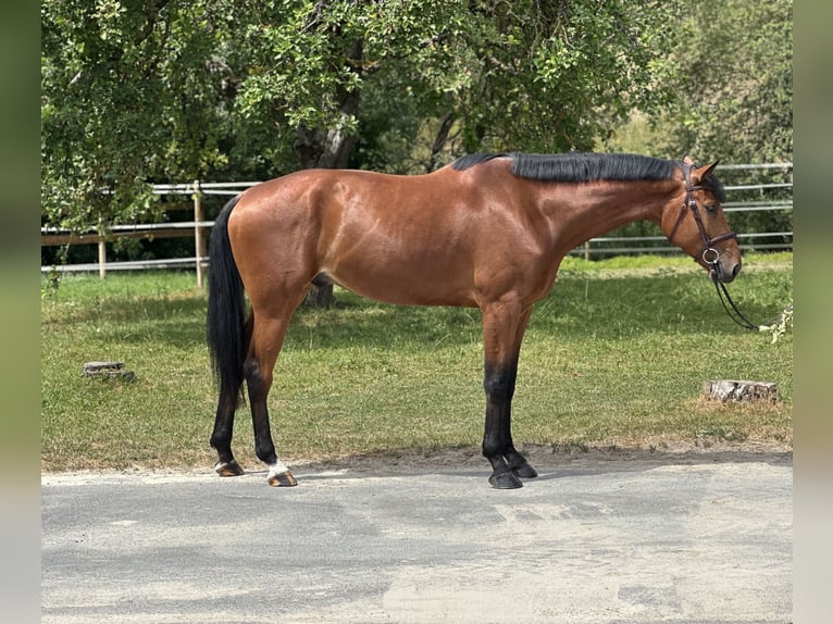 Sportivo Tedesco / Sportivo della Germania Castrone 5 Anni 171 cm Baio scuro in Königheim
