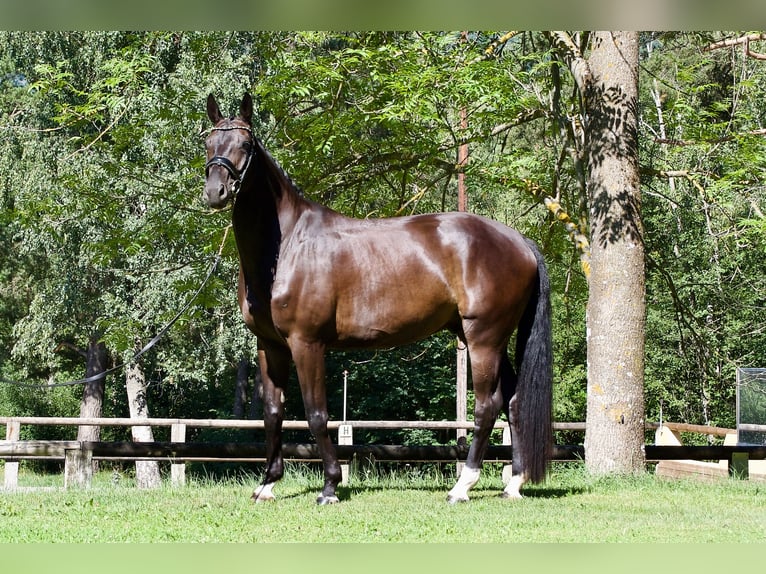 Sportivo Tedesco / Sportivo della Germania Castrone 5 Anni 171 cm Morello in Faramans