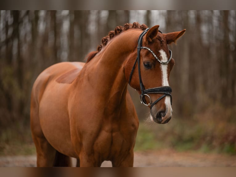 Sportivo Tedesco / Sportivo della Germania Castrone 5 Anni 171 cm Sauro in Wehringen