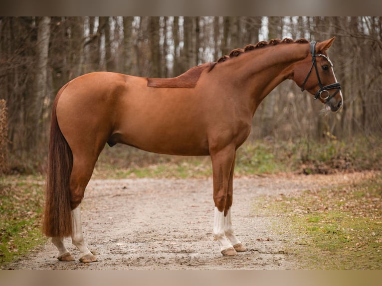 Sportivo Tedesco / Sportivo della Germania Castrone 5 Anni 171 cm Sauro in Wehringen