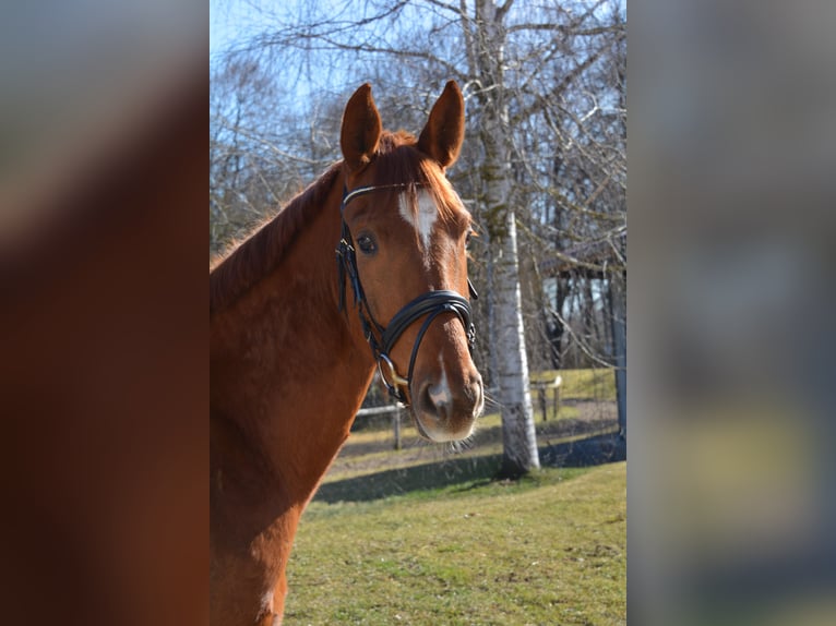 Sportivo Tedesco / Sportivo della Germania Castrone 5 Anni 171 cm Sauro scuro in München