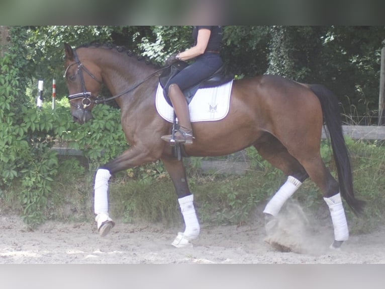 Sportivo Tedesco / Sportivo della Germania Castrone 5 Anni 172 cm Baio in Bremerv&#xF6;rde