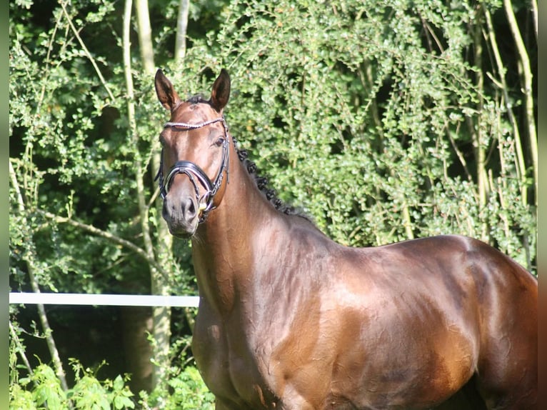 Sportivo Tedesco / Sportivo della Germania Castrone 5 Anni 172 cm Baio in Bremerv&#xF6;rde