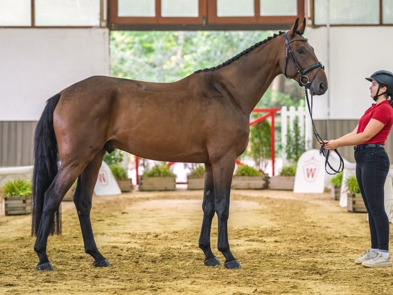 Sportivo Tedesco / Sportivo della Germania Castrone 5 Anni 172 cm Baio in Mnster-Handorf