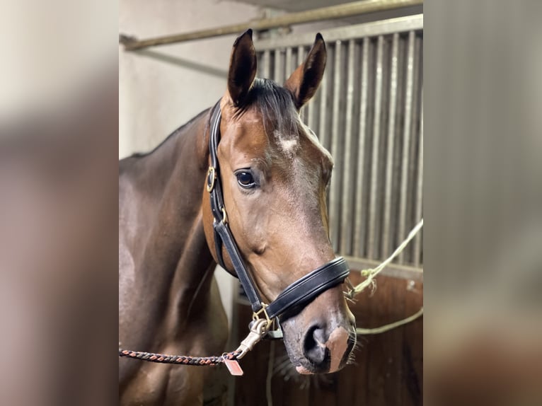Sportivo Tedesco / Sportivo della Germania Castrone 5 Anni 172 cm Baio in Wismar Sportivo Tedesco / Sportivo della Germania Castrone 5 Anni 172 cm Baio in Wismar