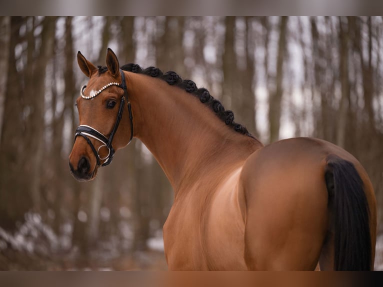 Sportivo Tedesco / Sportivo della Germania Castrone 5 Anni 172 cm Baio chiaro in Wehringen