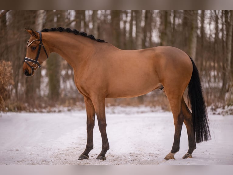 Sportivo Tedesco / Sportivo della Germania Castrone 5 Anni 172 cm Baio chiaro in Wehringen