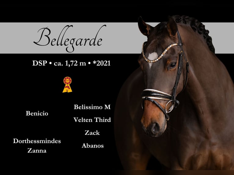 Sportivo Tedesco / Sportivo della Germania Castrone 5 Anni 172 cm Baio scuro in Wehringen
