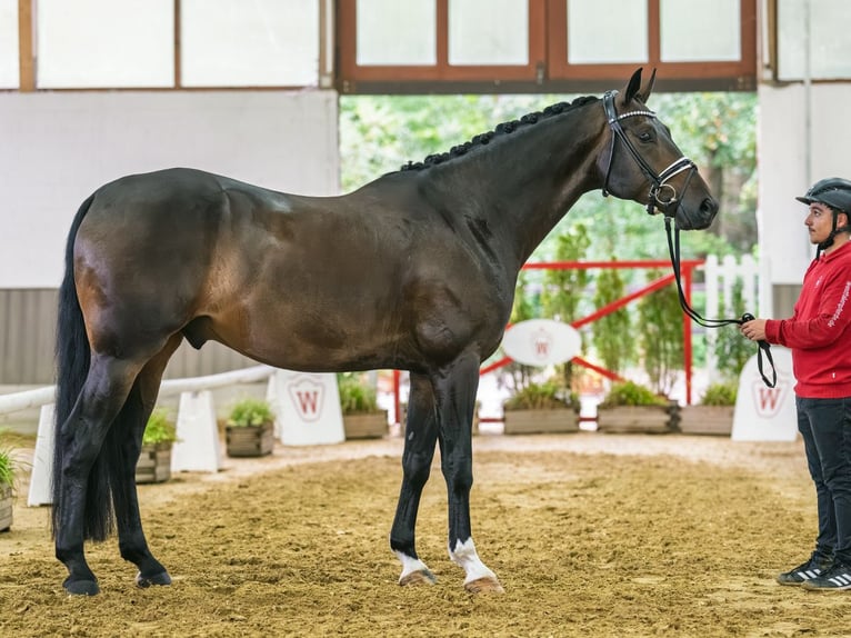 Sportivo Tedesco / Sportivo della Germania Castrone 5 Anni 172 cm Baio scuro in Mnster-Handorf