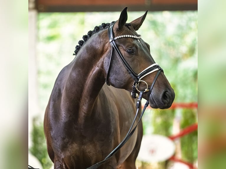 Sportivo Tedesco / Sportivo della Germania Castrone 5 Anni 172 cm Baio scuro in Mnster-Handorf