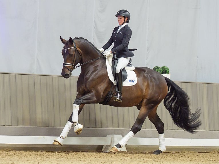 Sportivo Tedesco / Sportivo della Germania Castrone 5 Anni 172 cm Baio scuro in Mnster-Handorf
