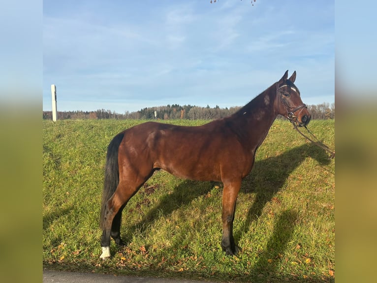 Sportivo Tedesco / Sportivo della Germania Castrone 5 Anni 172 cm Baio scuro in Aulendorf