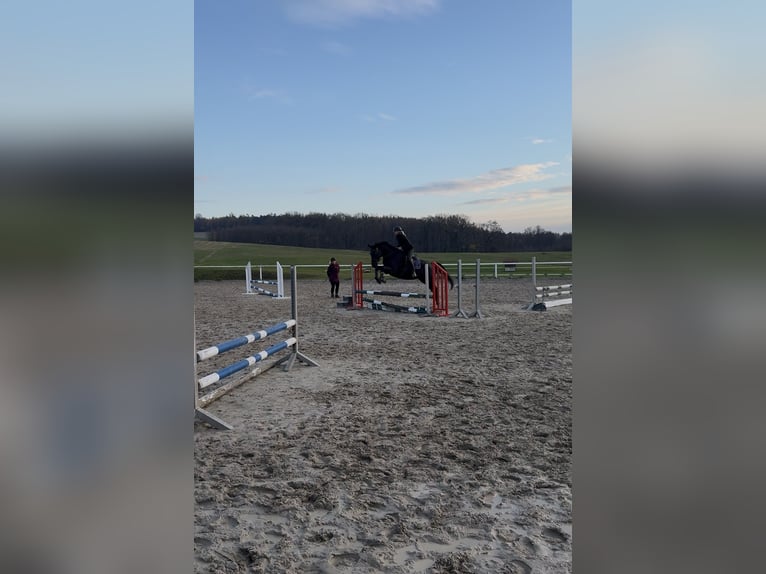 Sportivo Tedesco / Sportivo della Germania Castrone 5 Anni 172 cm Baio scuro in Radeberg