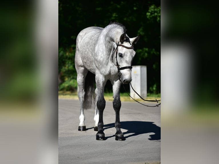 Sportivo Tedesco / Sportivo della Germania Castrone 5 Anni 172 cm Grigio in Neumarkt an der Raab