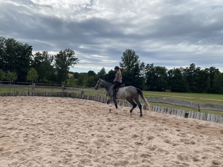 Sportivo Tedesco / Sportivo della Germania Castrone 5 Anni 172 cm Grigio pezzato in Kaltennordheim