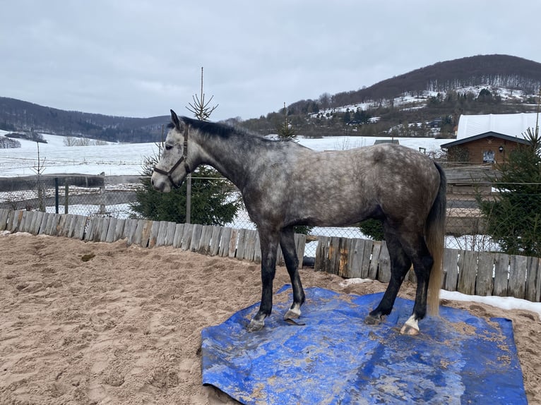 Sportivo Tedesco / Sportivo della Germania Castrone 5 Anni 172 cm Grigio pezzato in Kaltennordheim