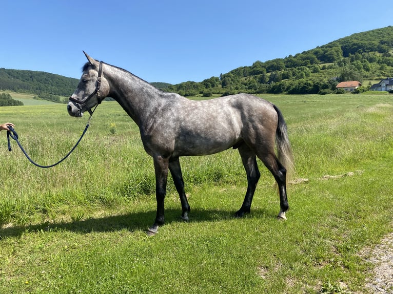 Sportivo Tedesco / Sportivo della Germania Castrone 5 Anni 172 cm Grigio pezzato in Kaltennordheim