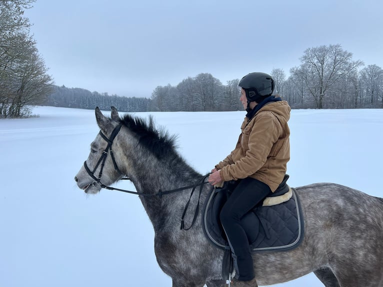 Sportivo Tedesco / Sportivo della Germania Castrone 5 Anni 172 cm Grigio pezzato in Kaltennordheim