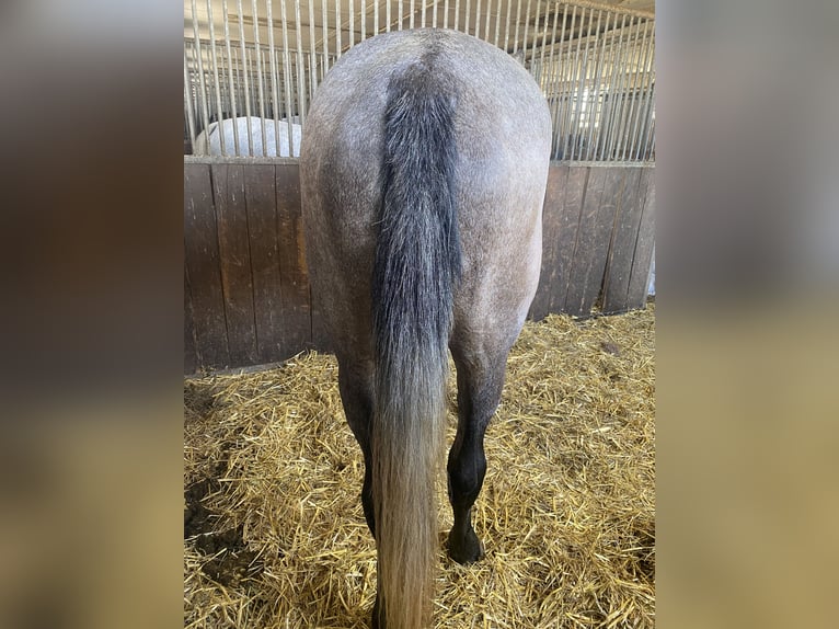 Sportivo Tedesco / Sportivo della Germania Castrone 5 Anni 172 cm Grigio pezzato in Kaltennordheim