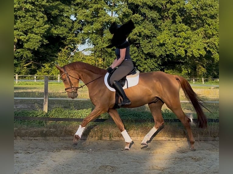 Sportivo Tedesco / Sportivo della Germania Castrone 5 Anni 172 cm Sauro in Gütersloh