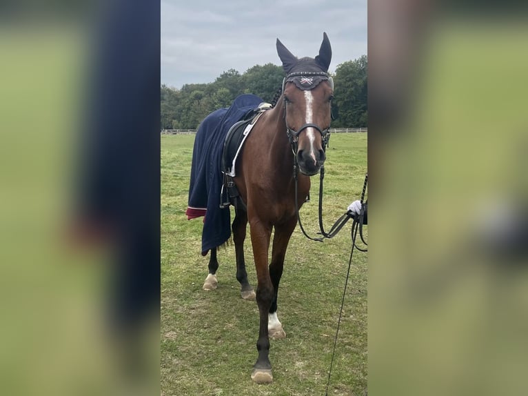 Sportivo Tedesco / Sportivo della Germania Castrone 5 Anni 173 cm Baio in Hamburg