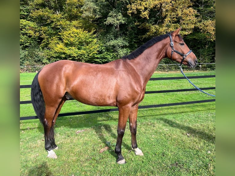 Sportivo Tedesco / Sportivo della Germania Castrone 5 Anni 173 cm Baio in Hamburg