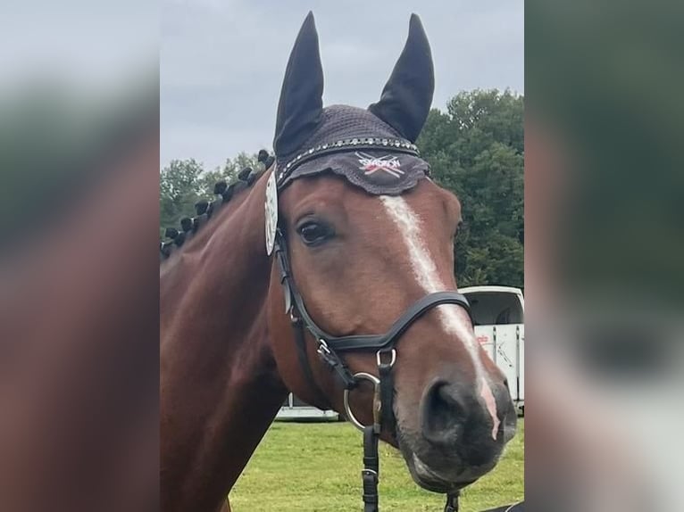 Sportivo Tedesco / Sportivo della Germania Castrone 5 Anni 173 cm Baio in Hamburg