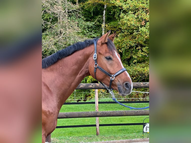 Sportivo Tedesco / Sportivo della Germania Castrone 5 Anni 173 cm Baio in Hamburg