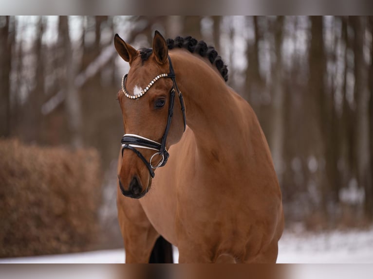 Sportivo Tedesco / Sportivo della Germania Castrone 5 Anni 173 cm Baio chiaro in Wehringen