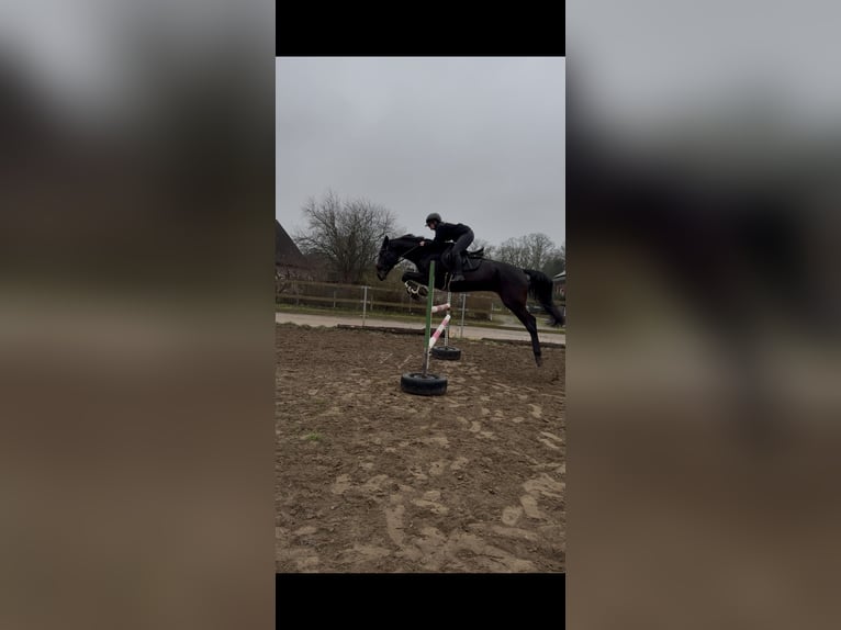 Sportivo Tedesco / Sportivo della Germania Castrone 5 Anni 173 cm Baio nero in Perleberg