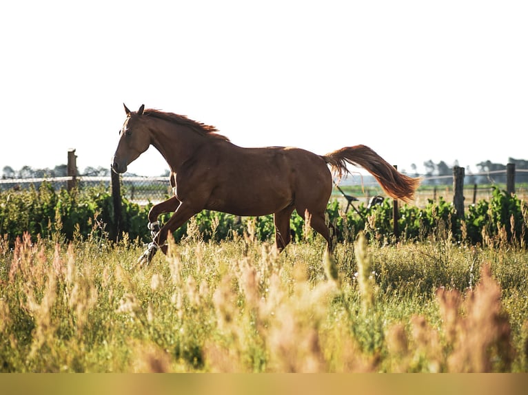 Sportivo Tedesco / Sportivo della Germania Castrone 5 Anni 173 cm Sauro in L&#xF6;wenberger Land