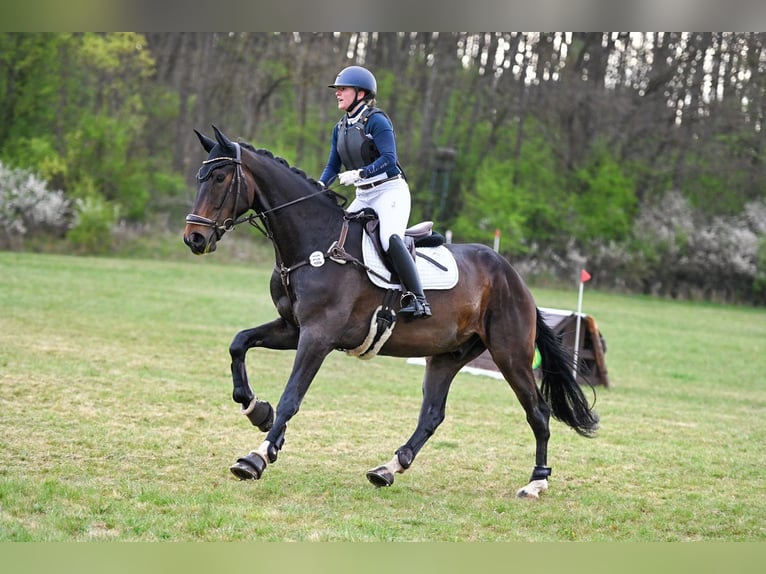 Sportivo Tedesco / Sportivo della Germania Castrone 5 Anni 174 cm Baio scuro in Remptendorf