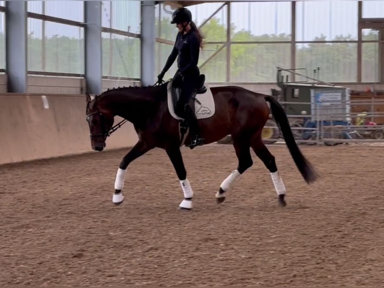 Sportivo Tedesco / Sportivo della Germania Castrone 5 Anni 174 cm Baio scuro in Michaelisbruch