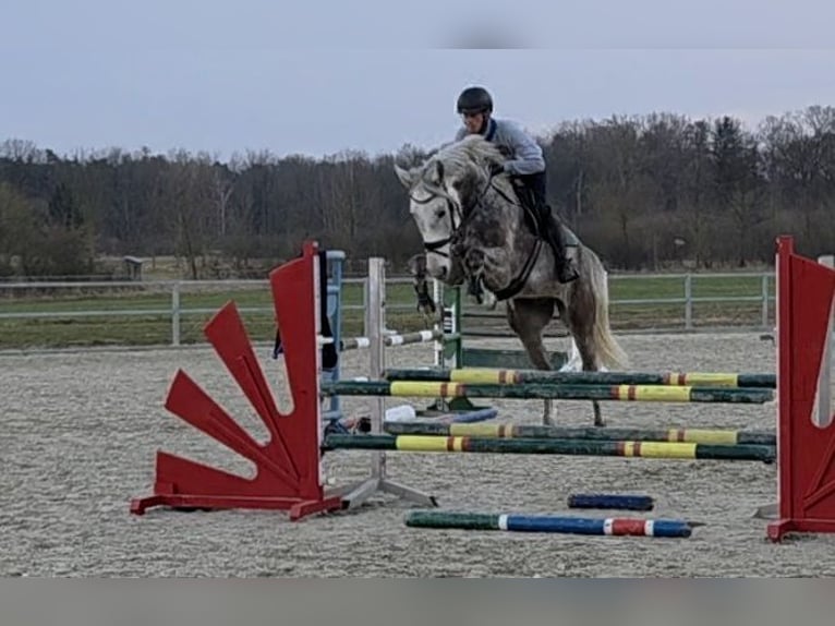 Sportivo Tedesco / Sportivo della Germania Castrone 5 Anni 174 cm Grigio in Luckau