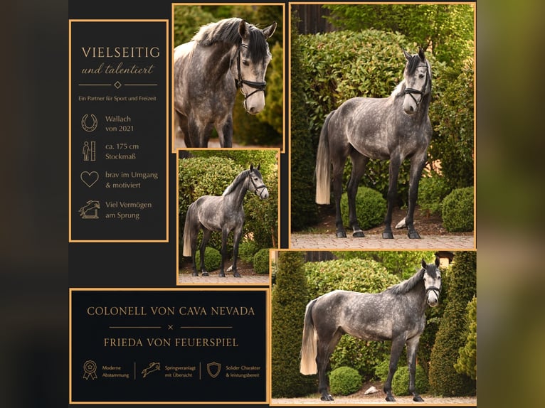 Sportivo Tedesco / Sportivo della Germania Castrone 5 Anni 174 cm Grigio in Uffenheim
